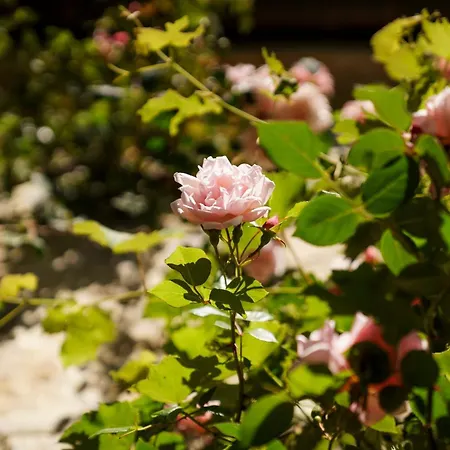 Apartamento Gemma Verde-tavoleto Castiglione dʼOrcia